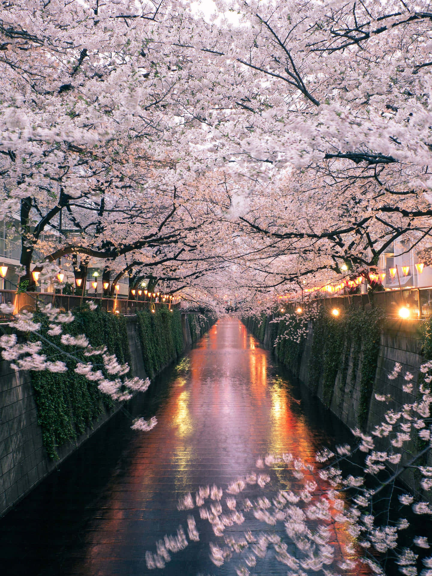 Cherry Blossoms Over Water Canal Night Background