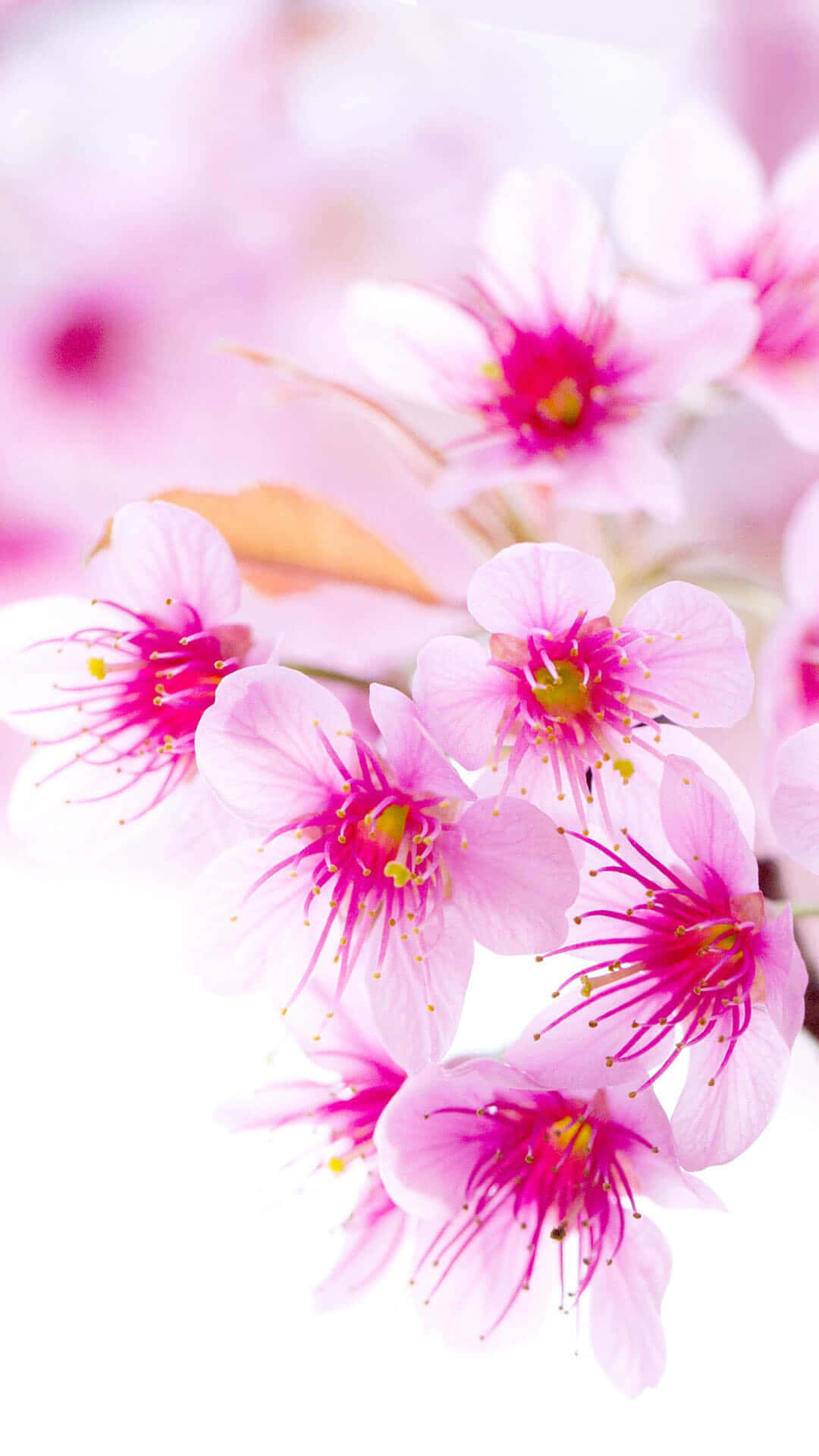 Cherry Blossoms Tumblr Photography Iphone Background