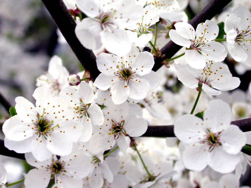 Cherry Blossoms White Flower