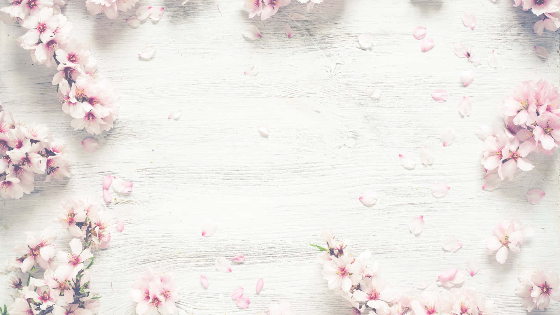 Cherry Blossomson White Wood Background Background