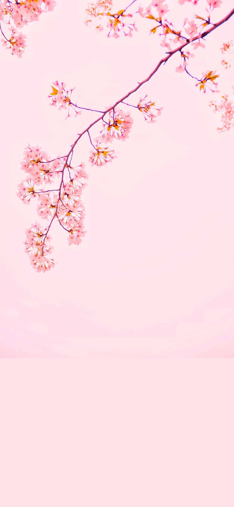 Cherry Flower Cute And Pink Background