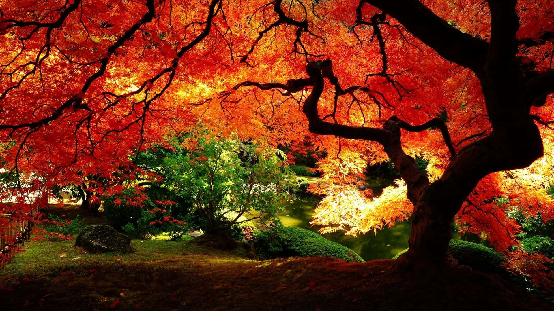 Cherry Trees Lining A Path Background