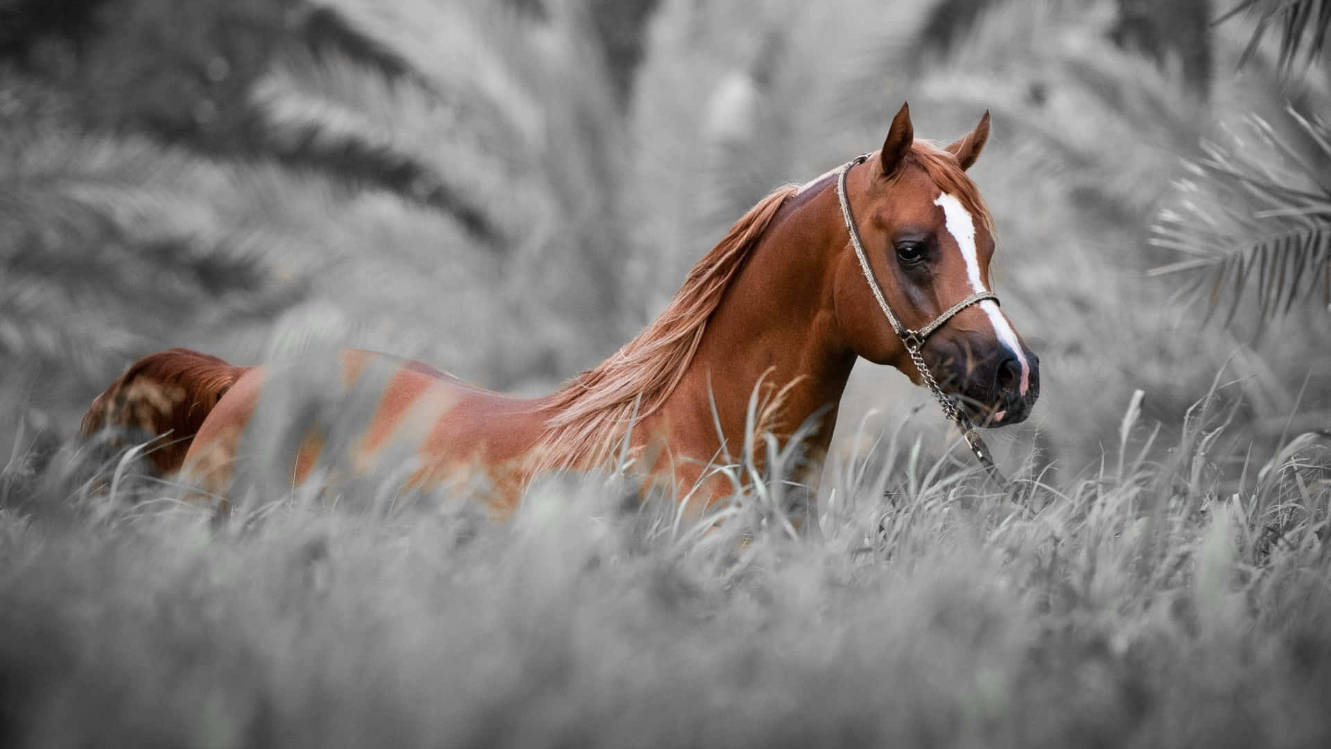 Chestnut Horsein Monochrome Field