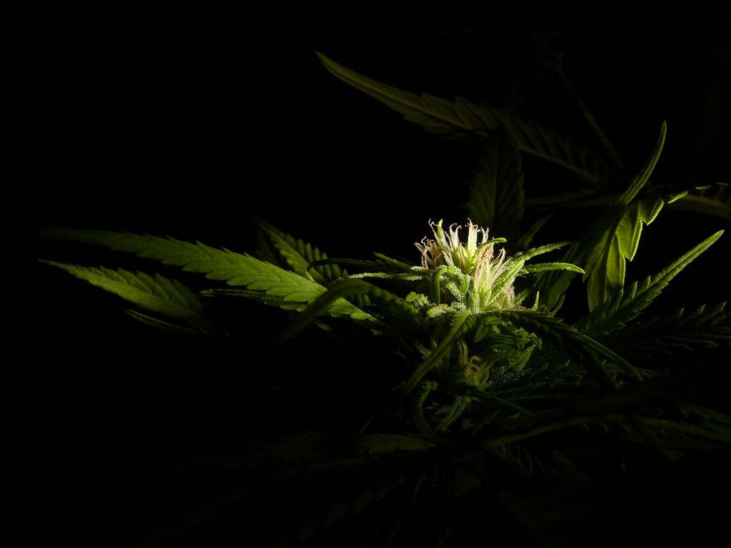 Chiaroscuro Cannabis Flower Background