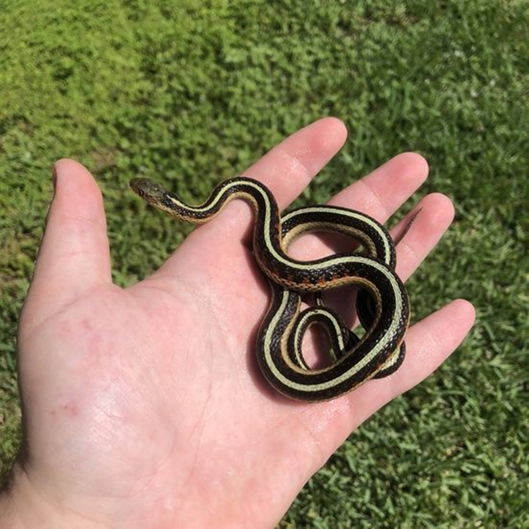 Chicago Garter Snake On Palm