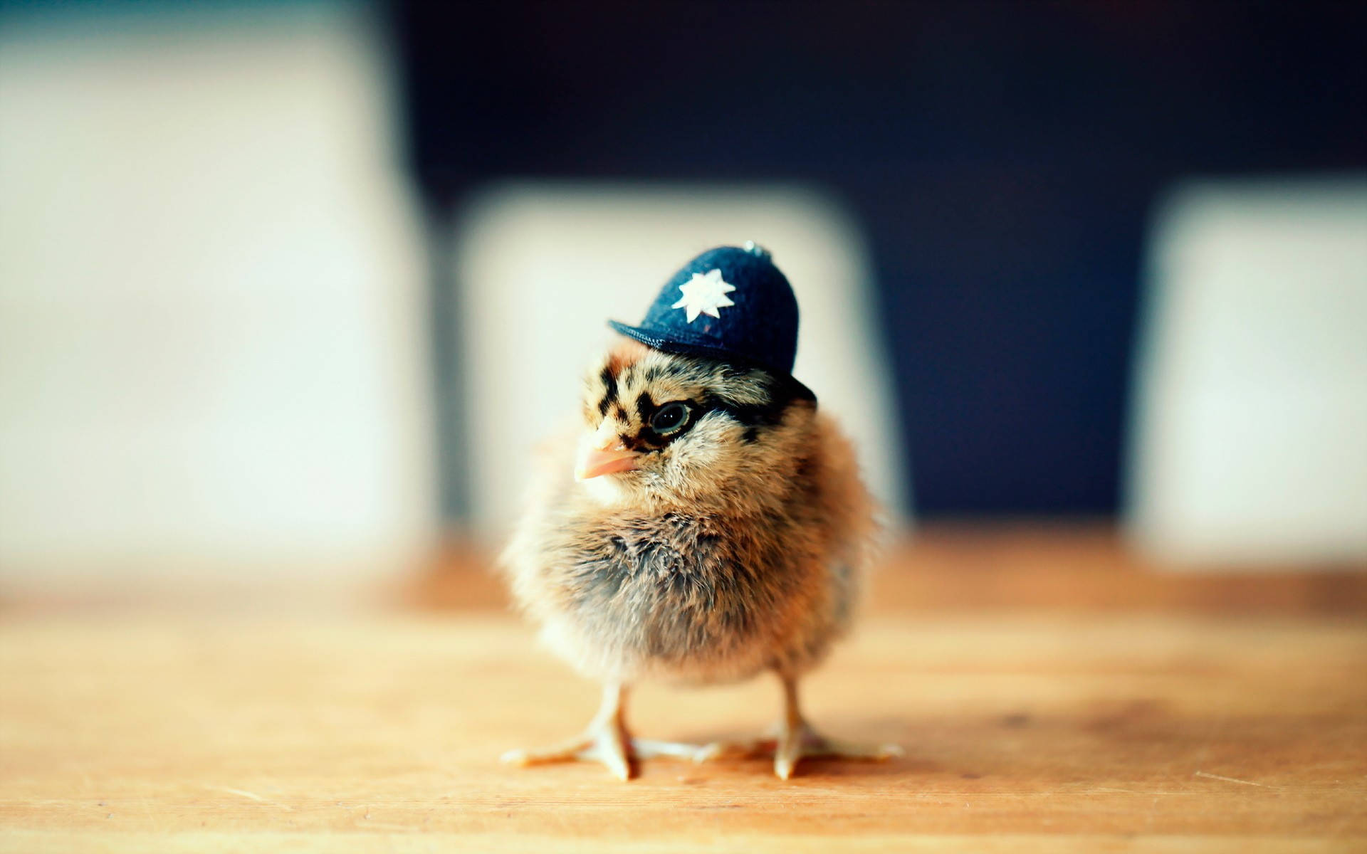 Chick Hat Background