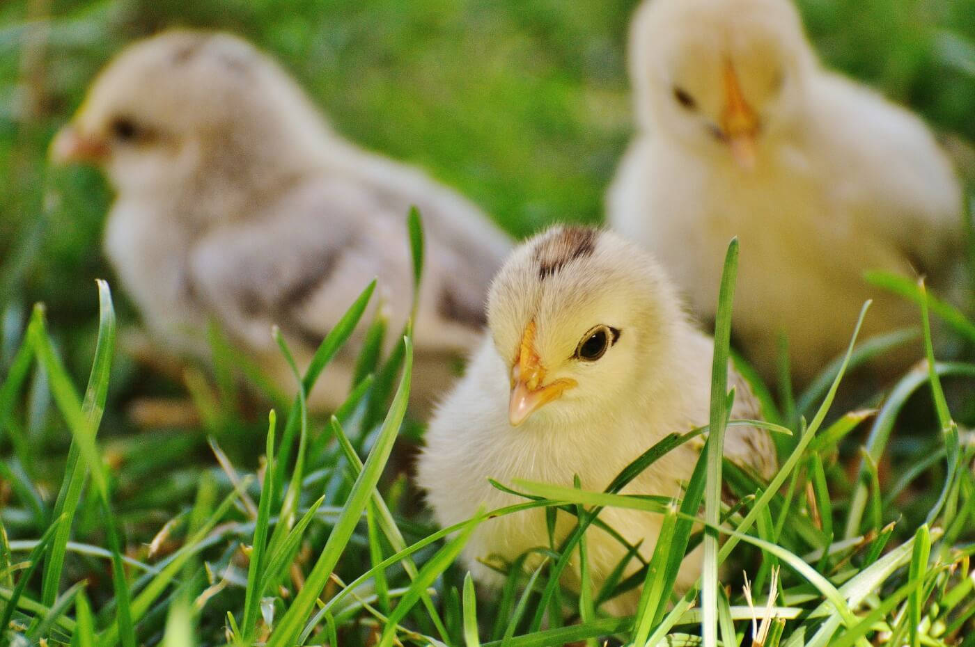 Chick In Grass