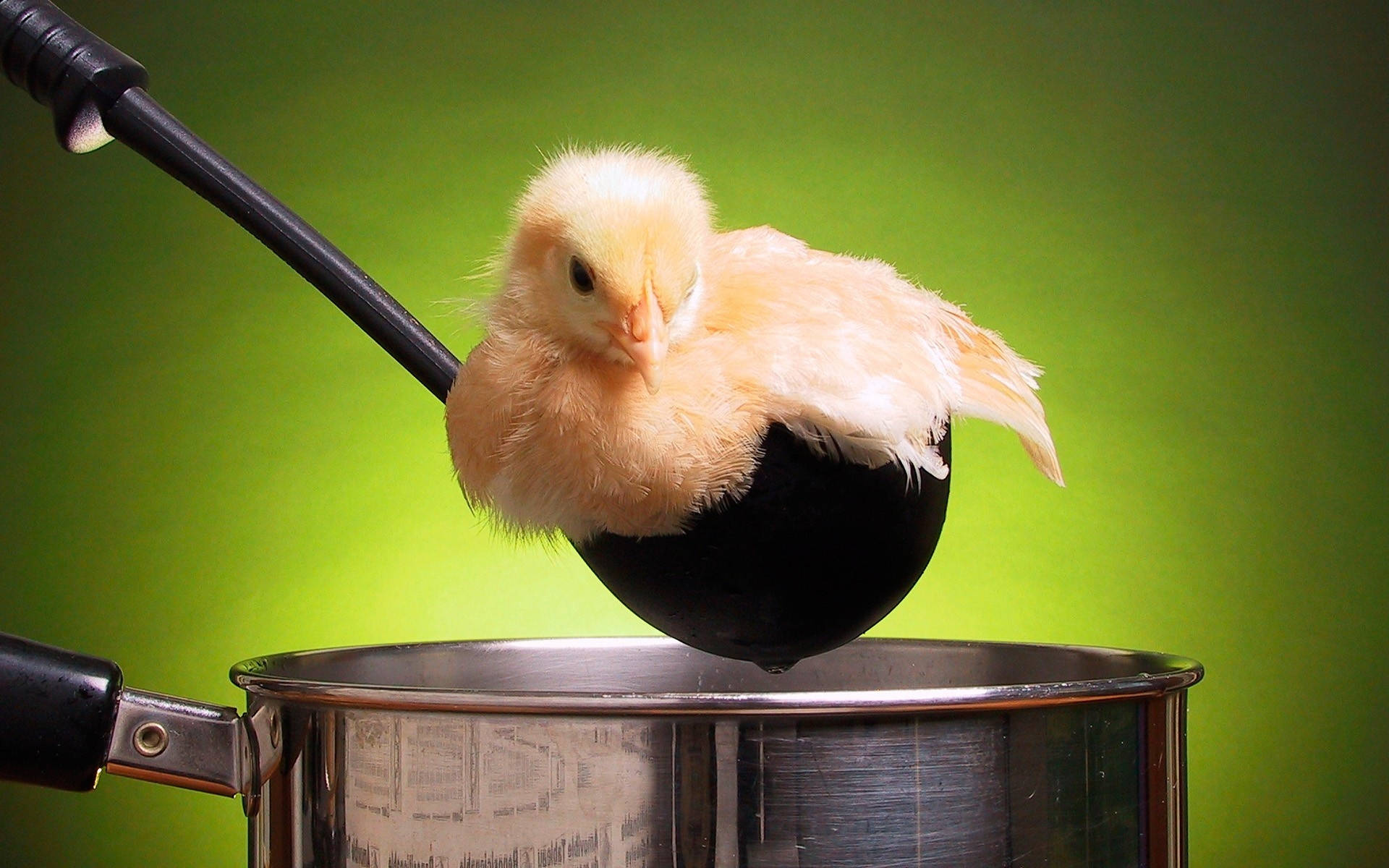 Chick On Ladle Background