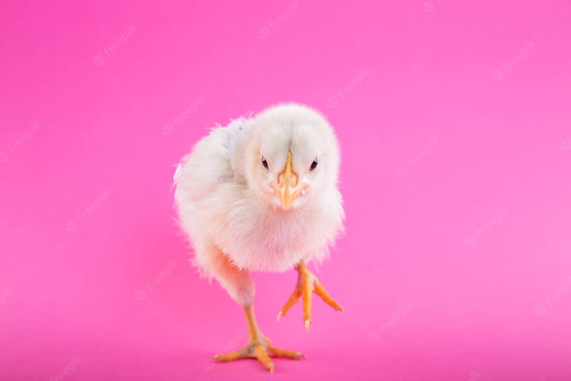 Chick On Pink Background