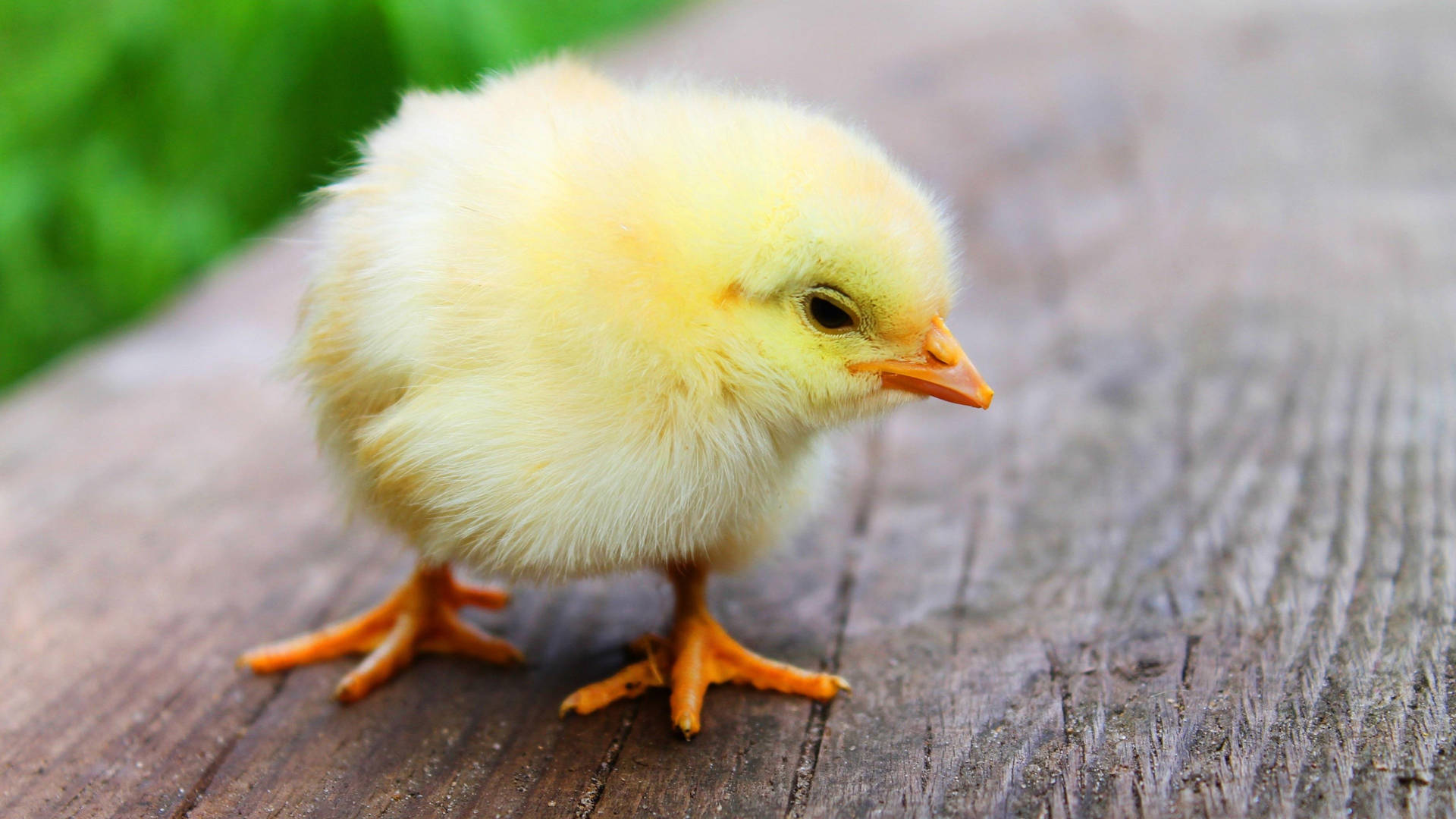 Chick On Wood Background