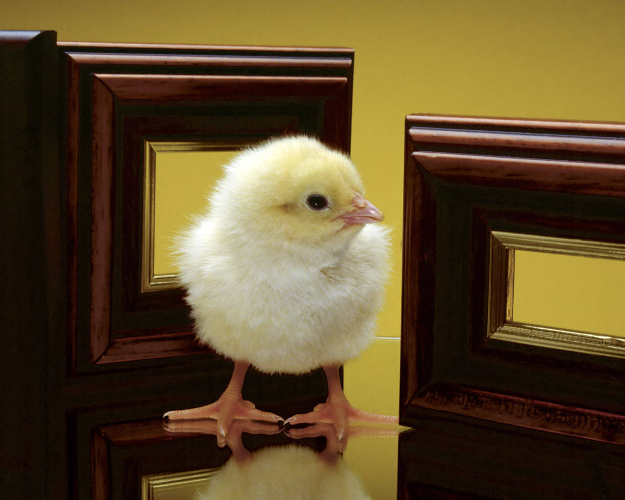 Chick On Yellow Background