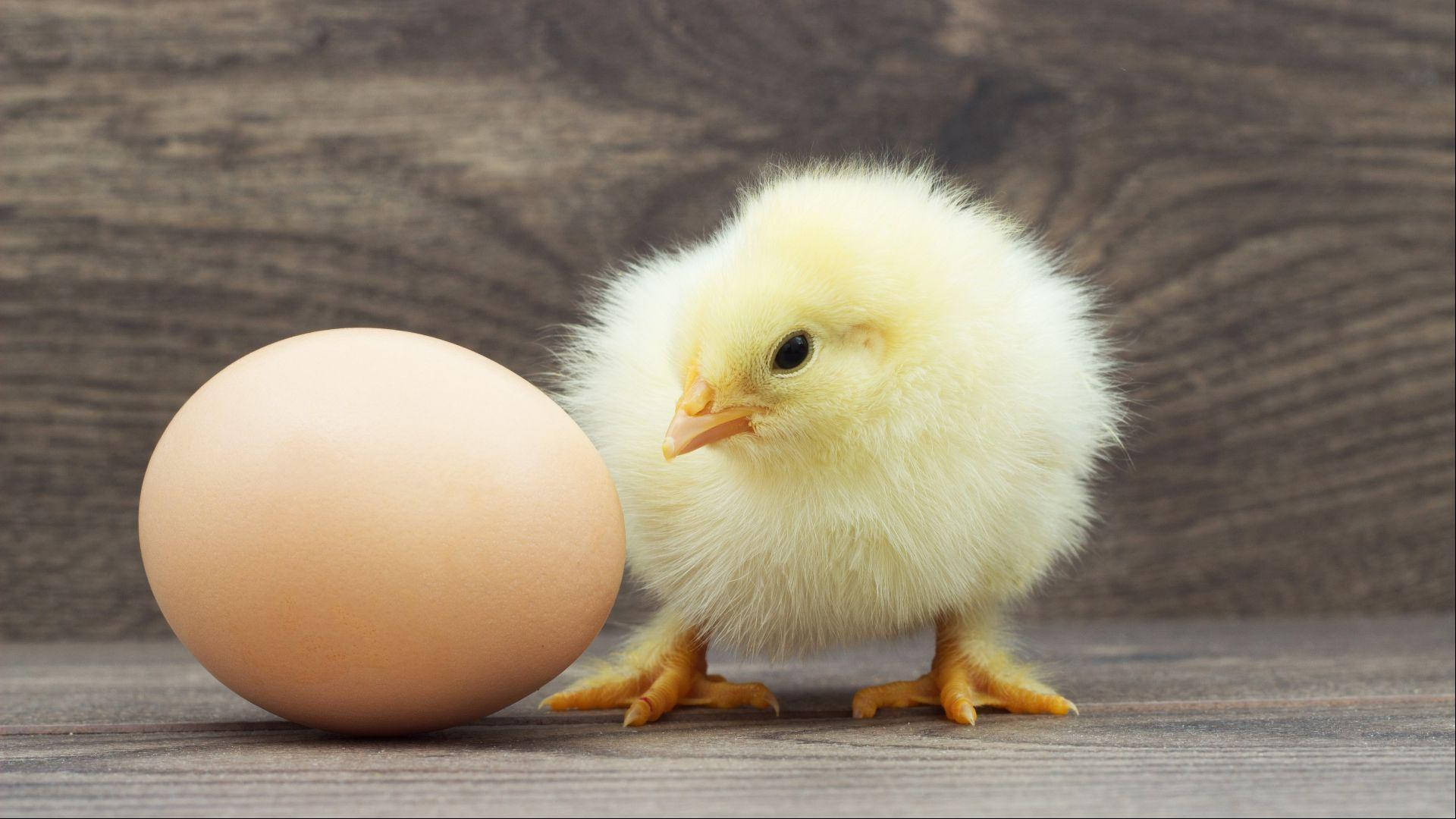 Chick With Egg Background