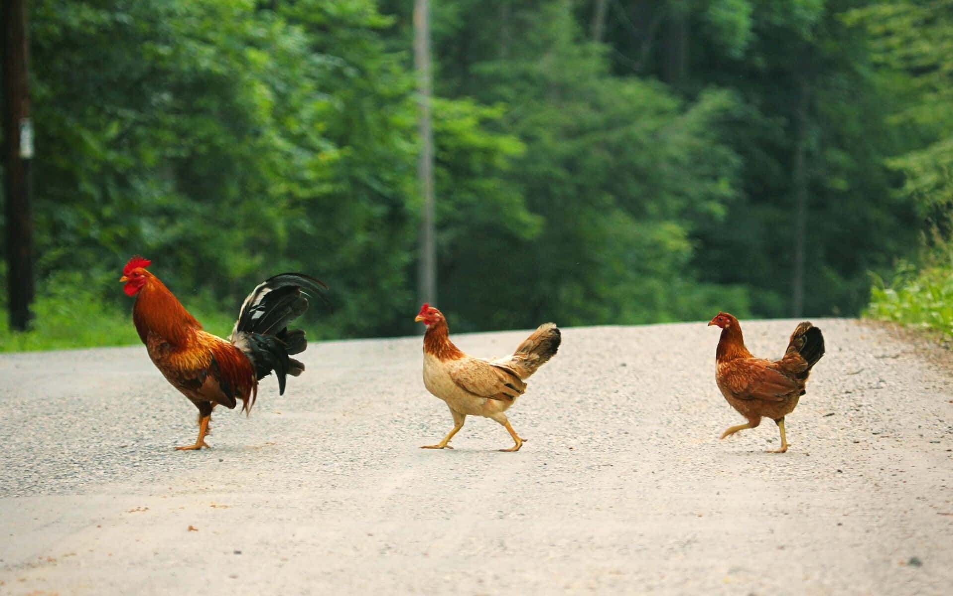 Chicken And Rooster Cute Animal Crossing Background