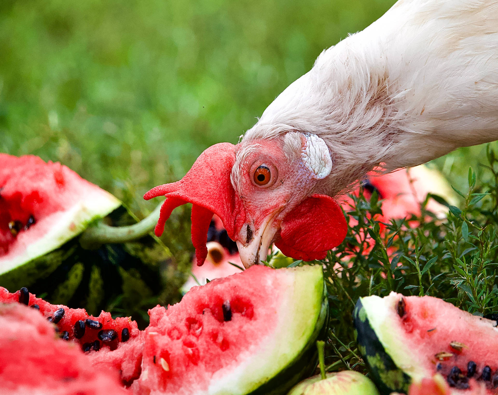 Chicken Eating A Watermelon Background
