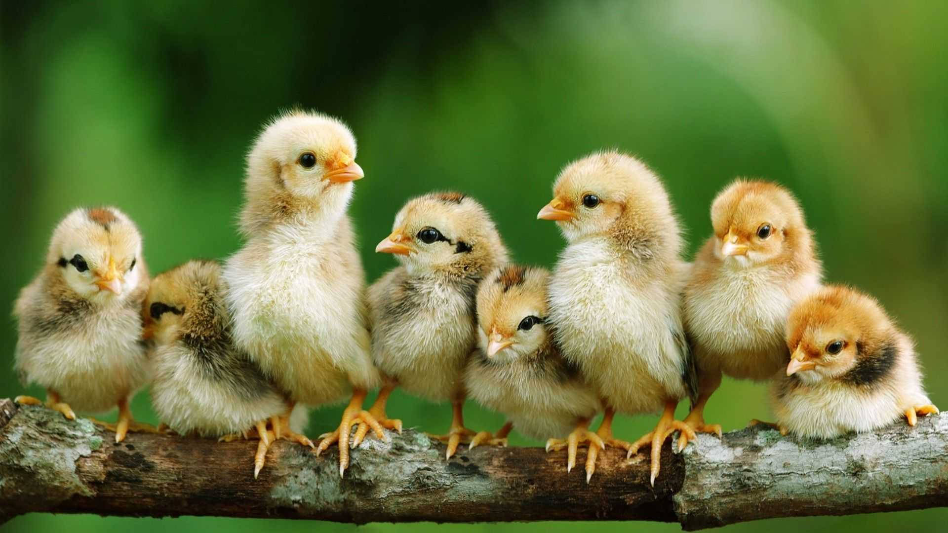 Chicks On Tree Background