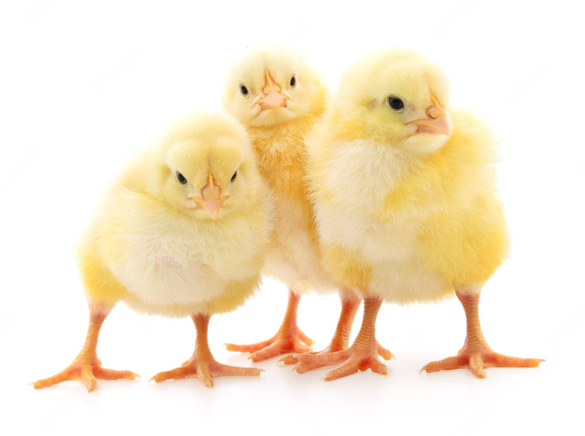 Chicks On White Background