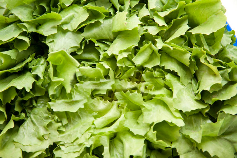 Chicory Family Green Endive Vegetable Background