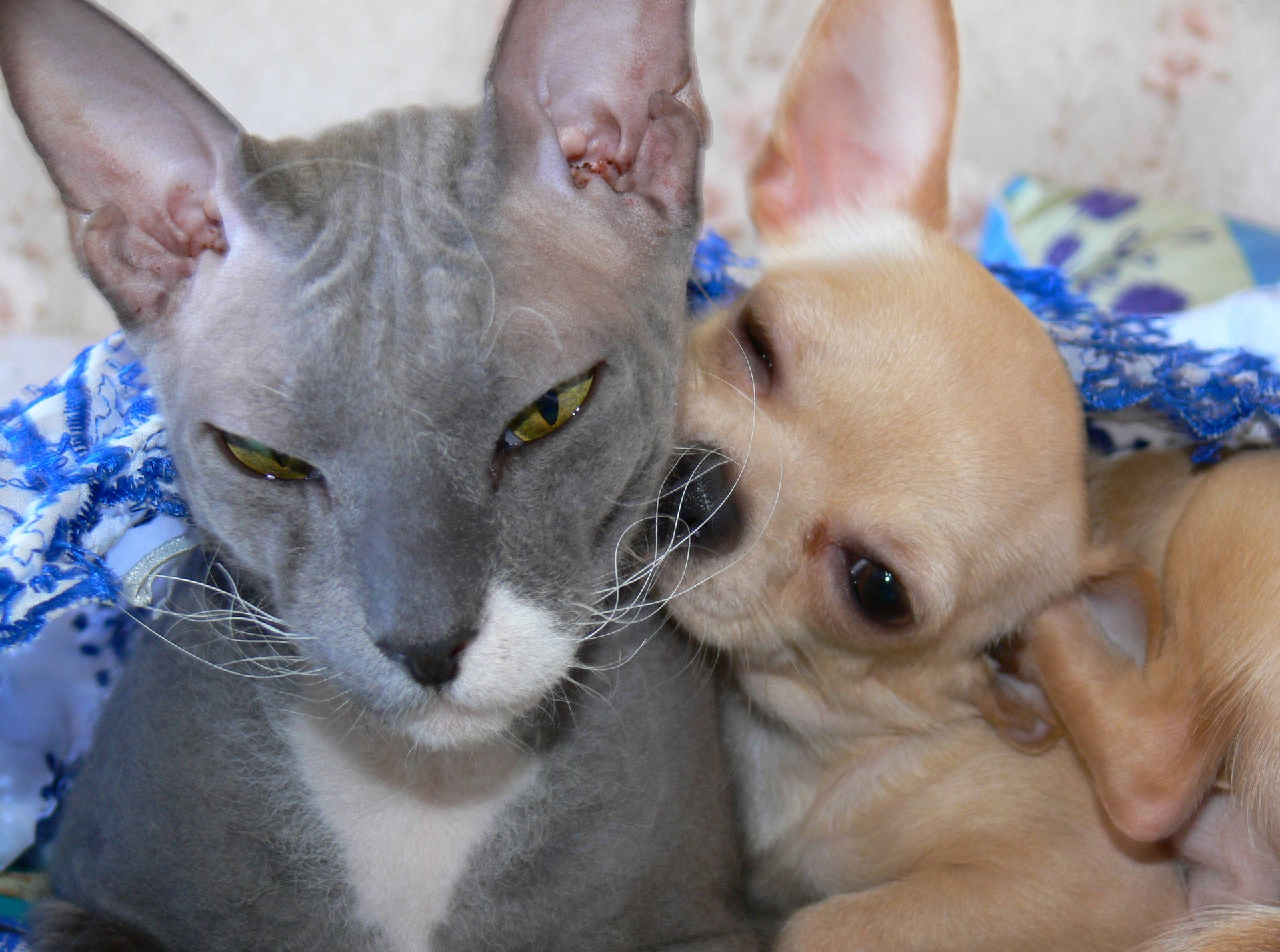 Chihuahua And Sphynx Cat Background