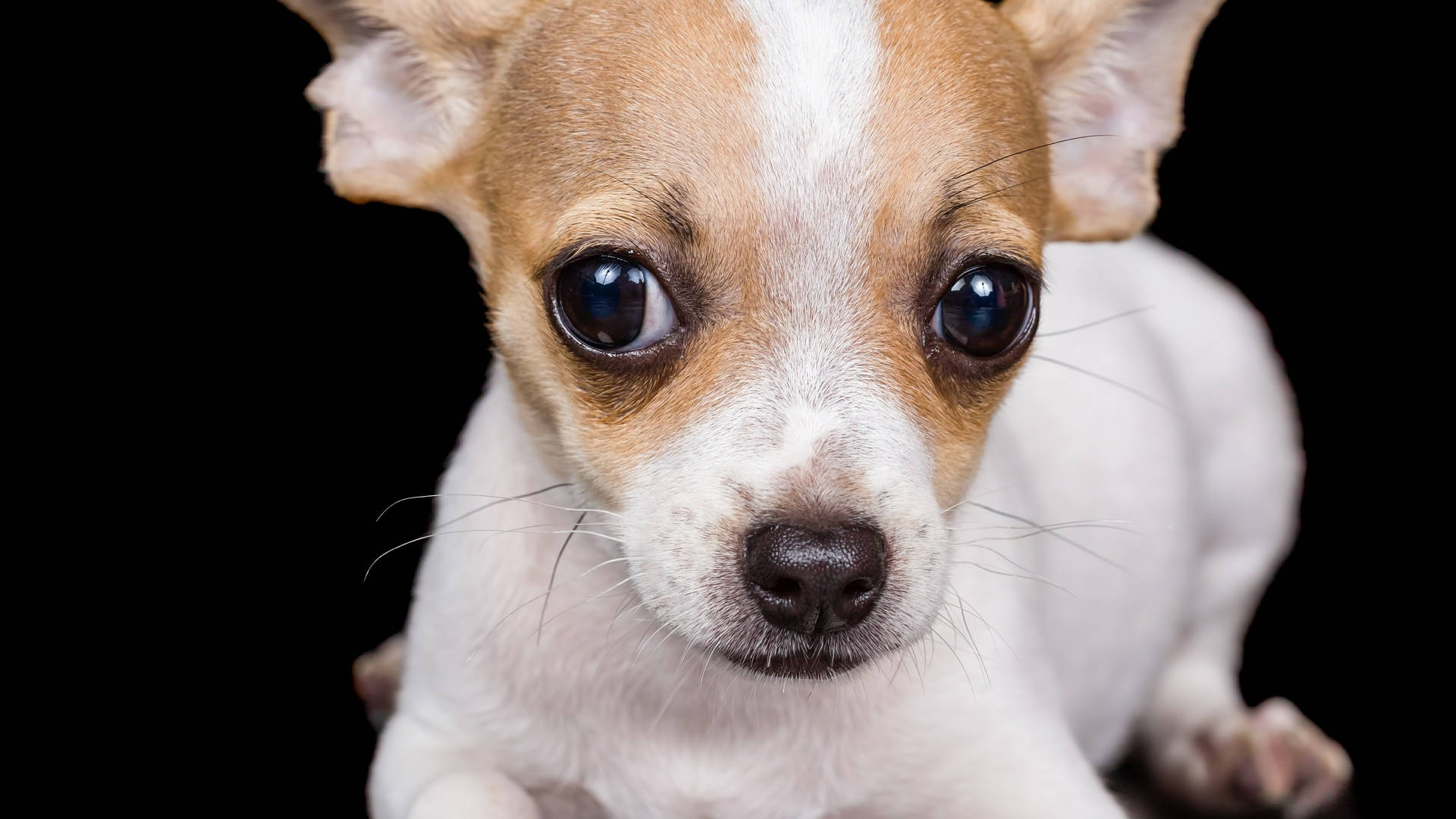 Chihuahua Close-up Photoshoot Background