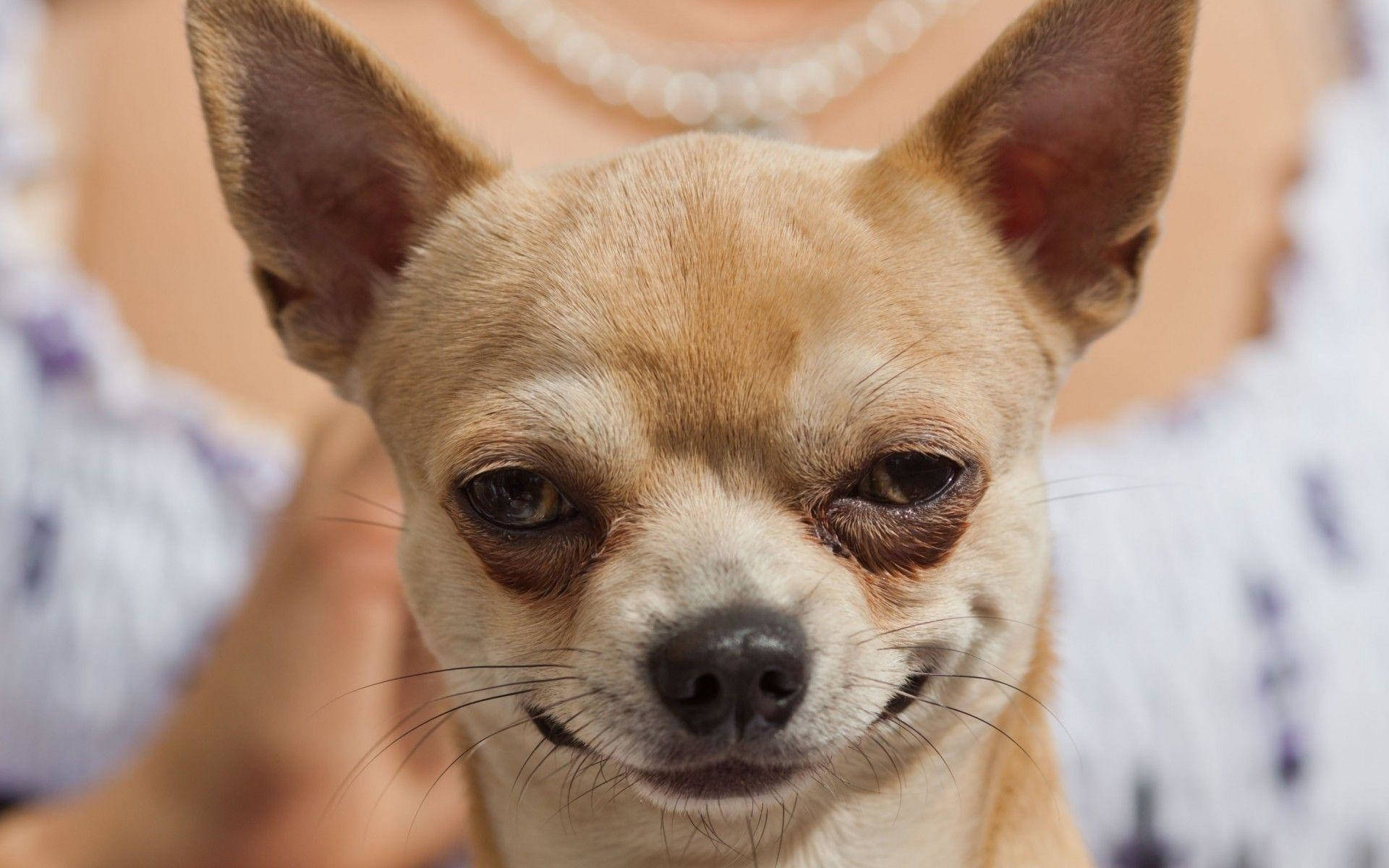 Chihuahua Derpy Dog Background