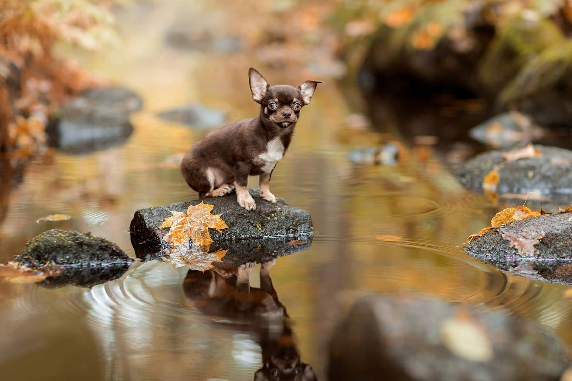 Chihuahua Dog Autumn Season Background