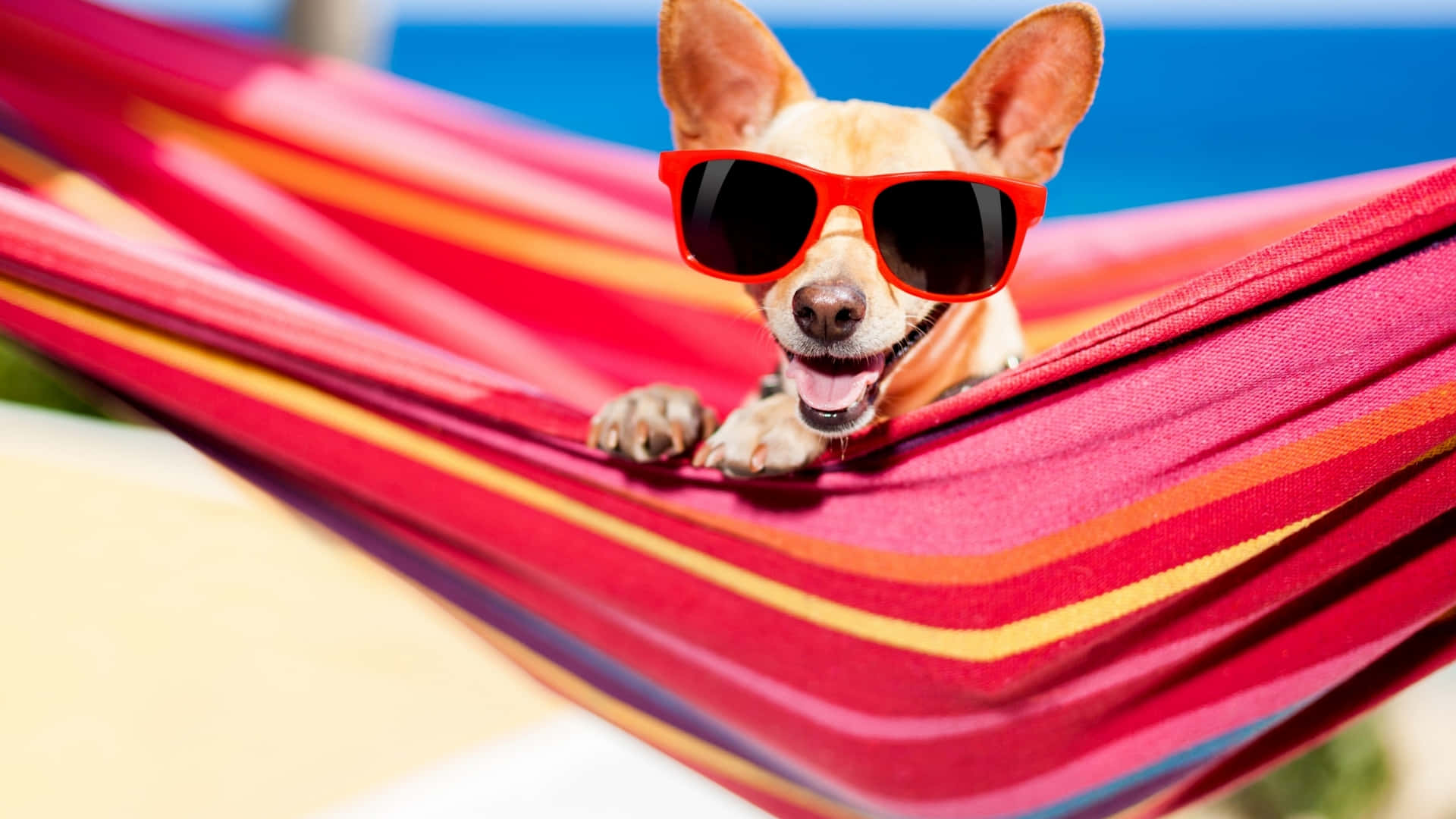 Chihuahua Dog Enjoying Summer Background