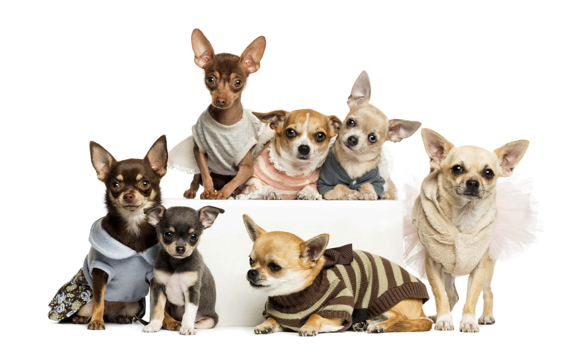 Chihuahua Dog Family With Clothes Background