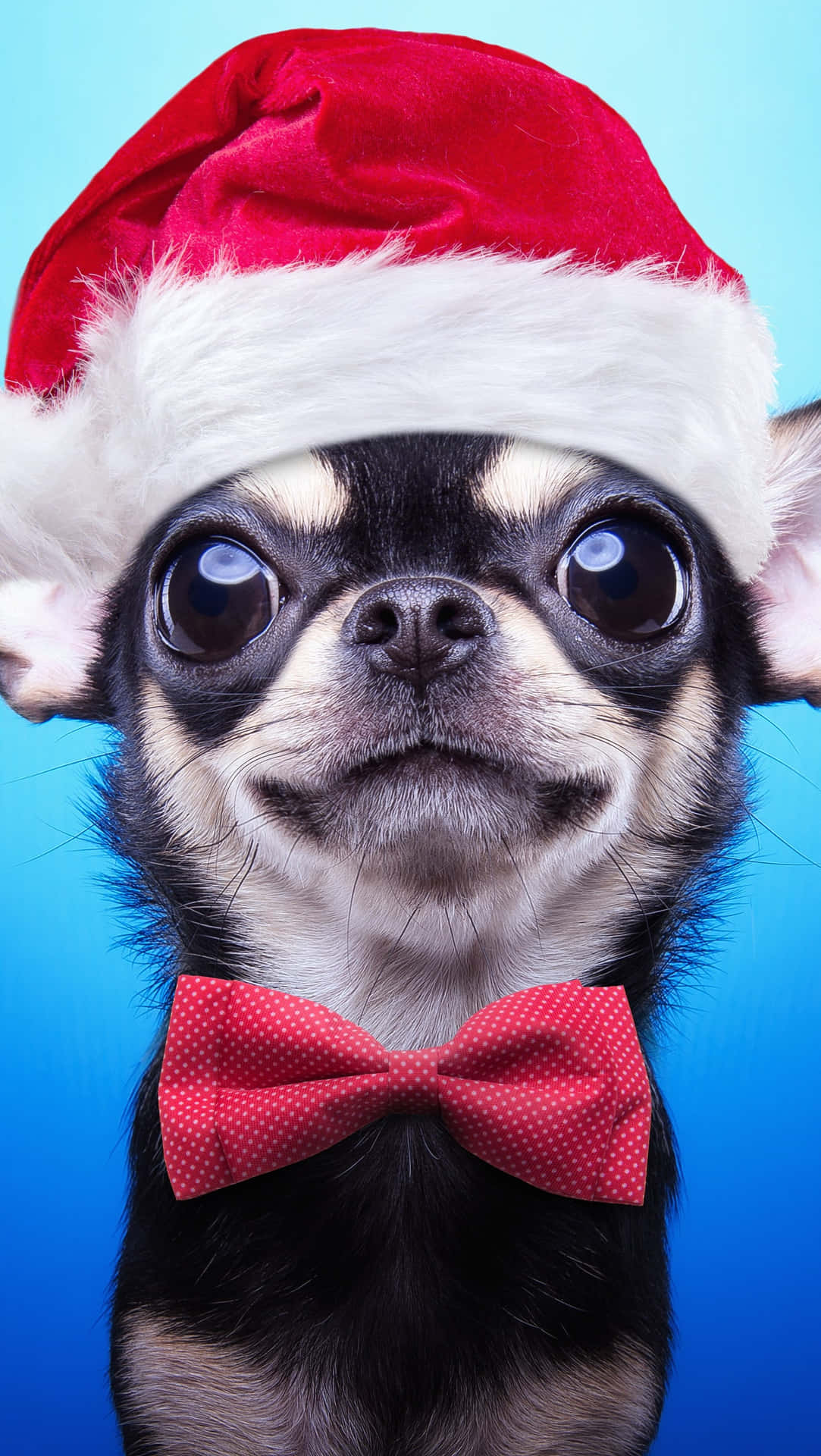 Chihuahua Dog In Christmas Hat Background