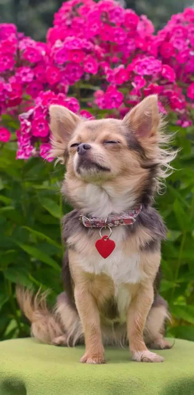 Chihuahua Dog In Front Of Flowers