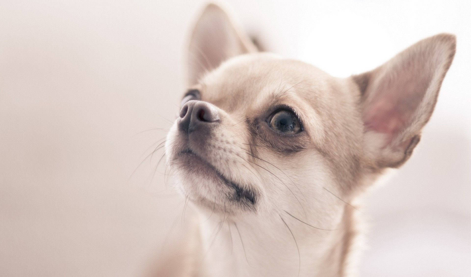 Chihuahua Dog Photoshoot Background