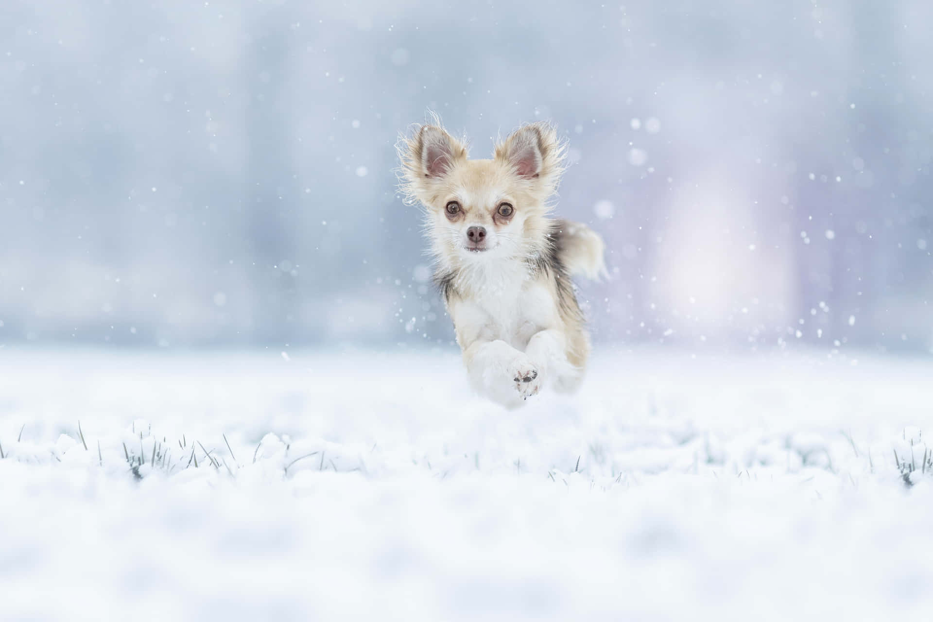 Chihuahua Dog Running On Snow Background