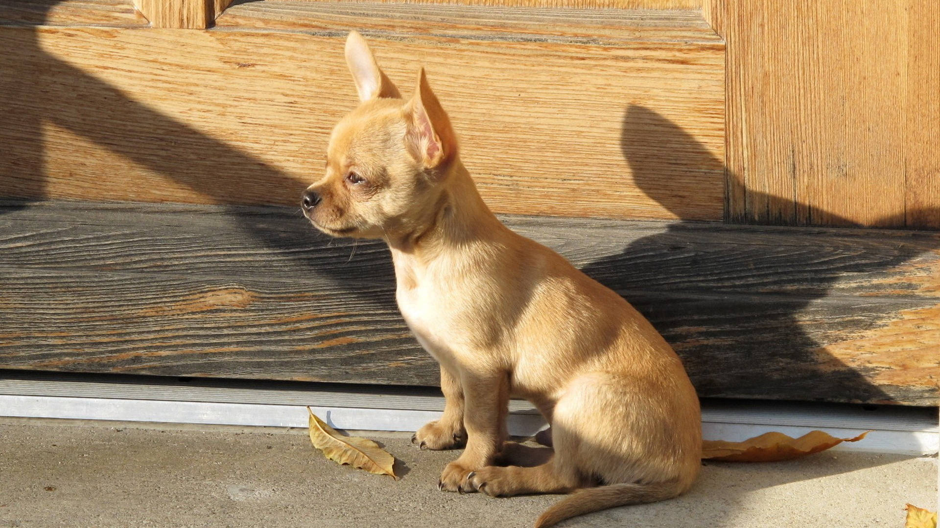 Chihuahua Dog Sitting Outside Background
