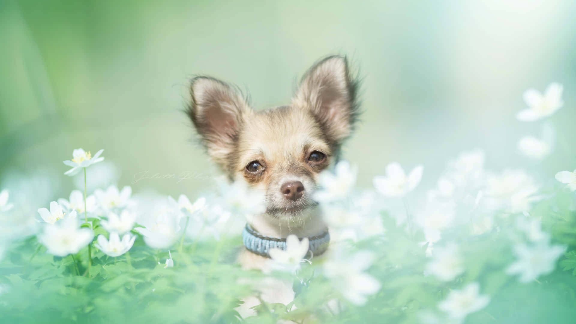 Chihuahua Dog With White Flowers Background