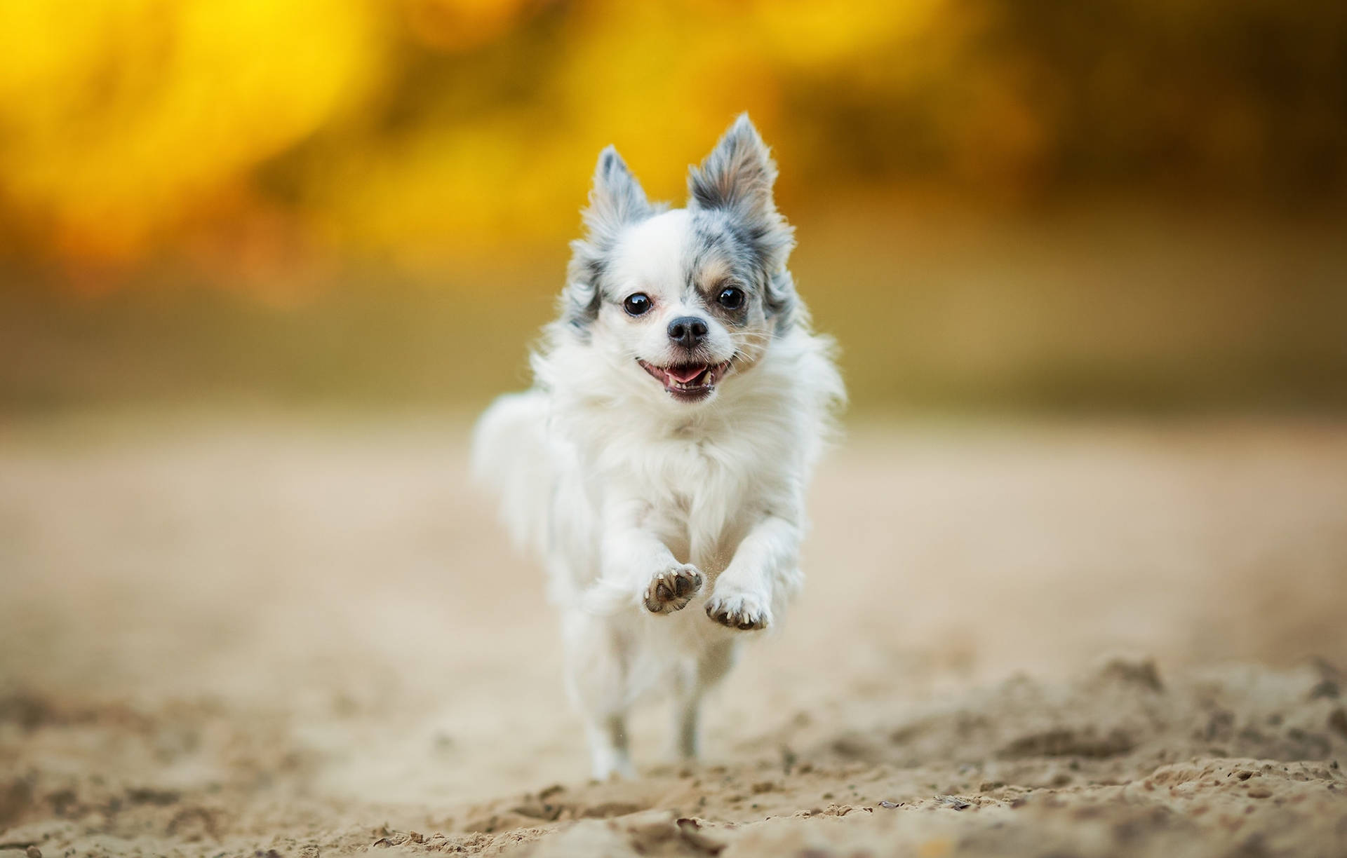 Chihuahua Happy Mood Background