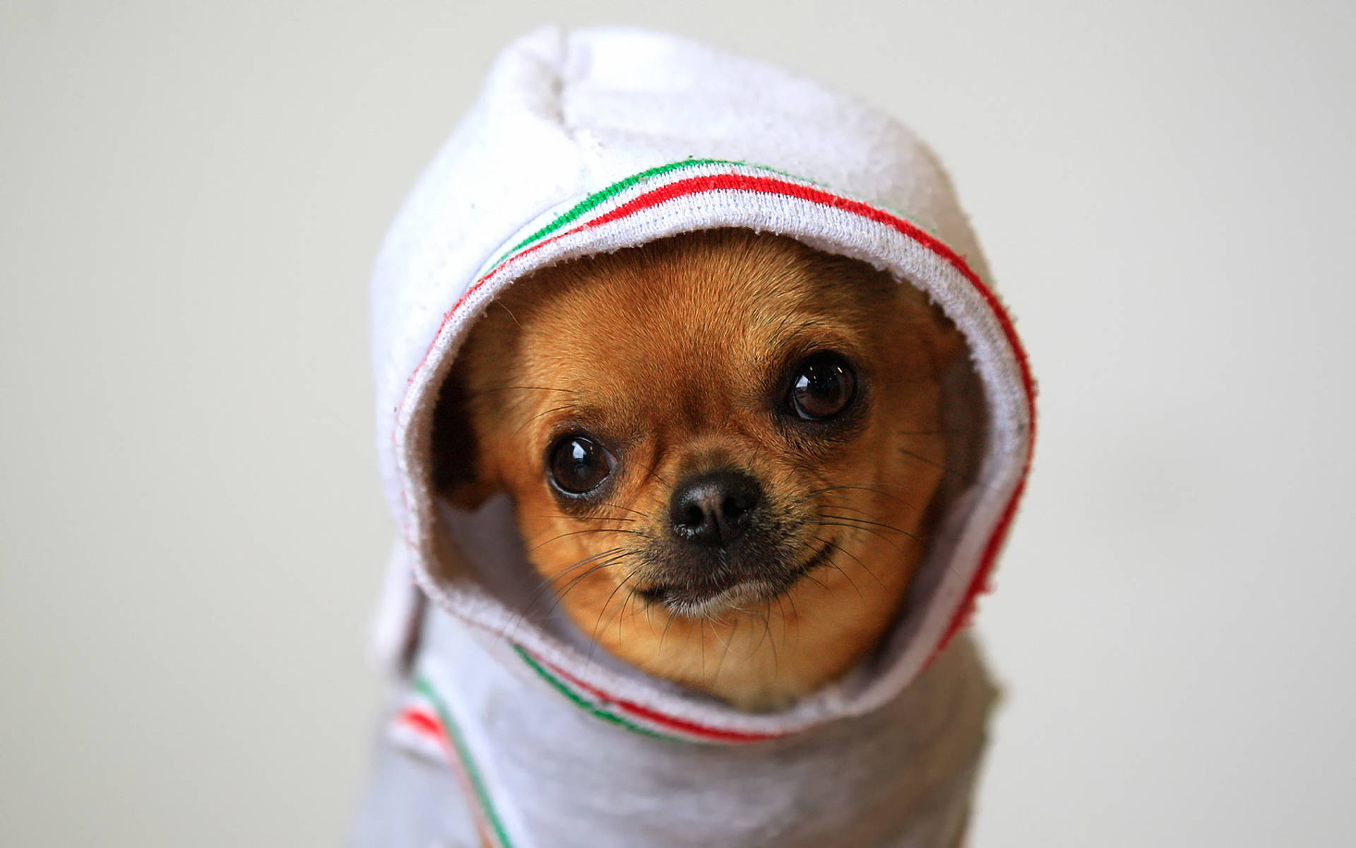 Chihuahua In A Sock Background