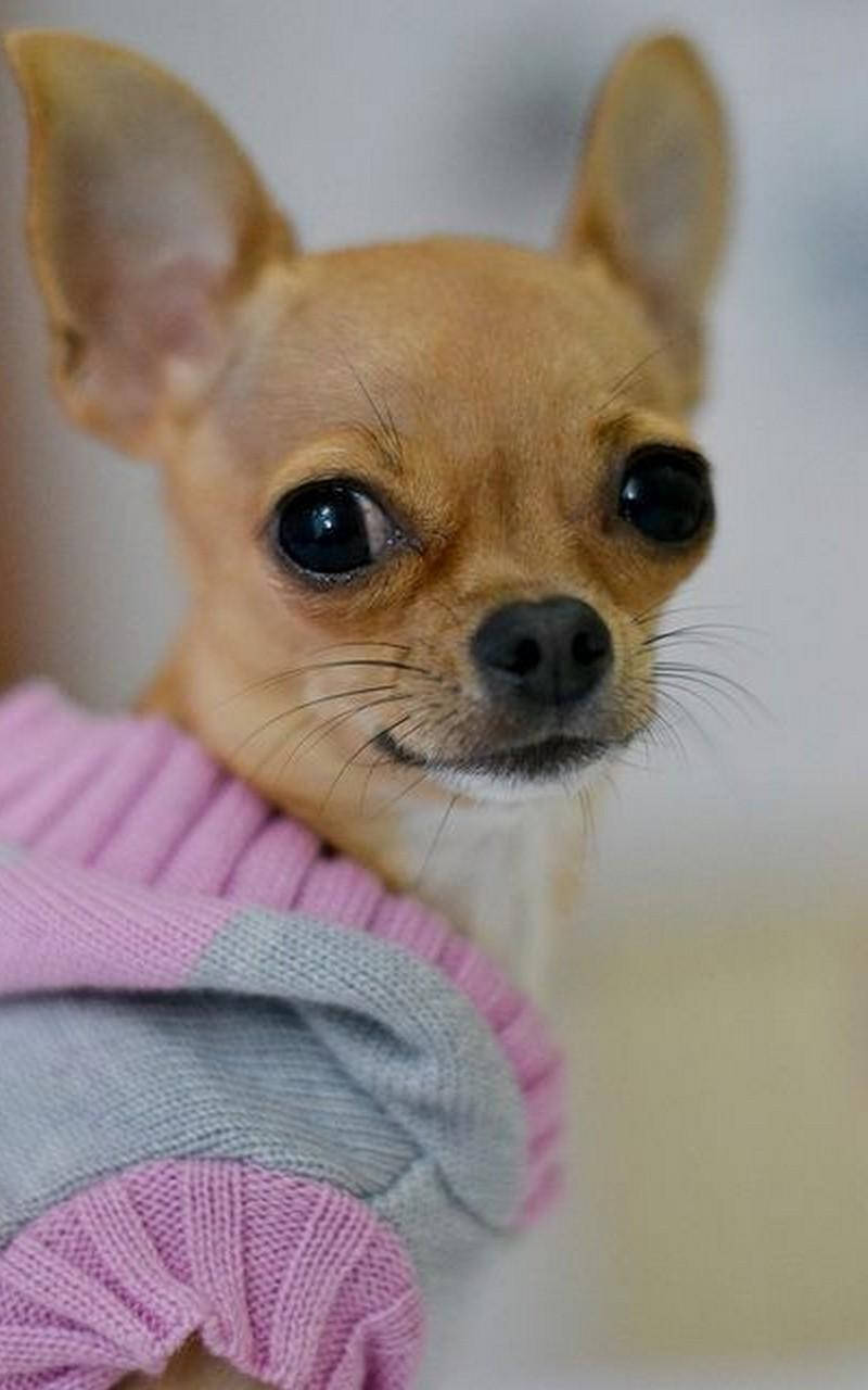 Chihuahua In A Sweater Background