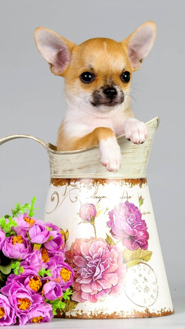 Chihuahua In Flower Pitcher Background