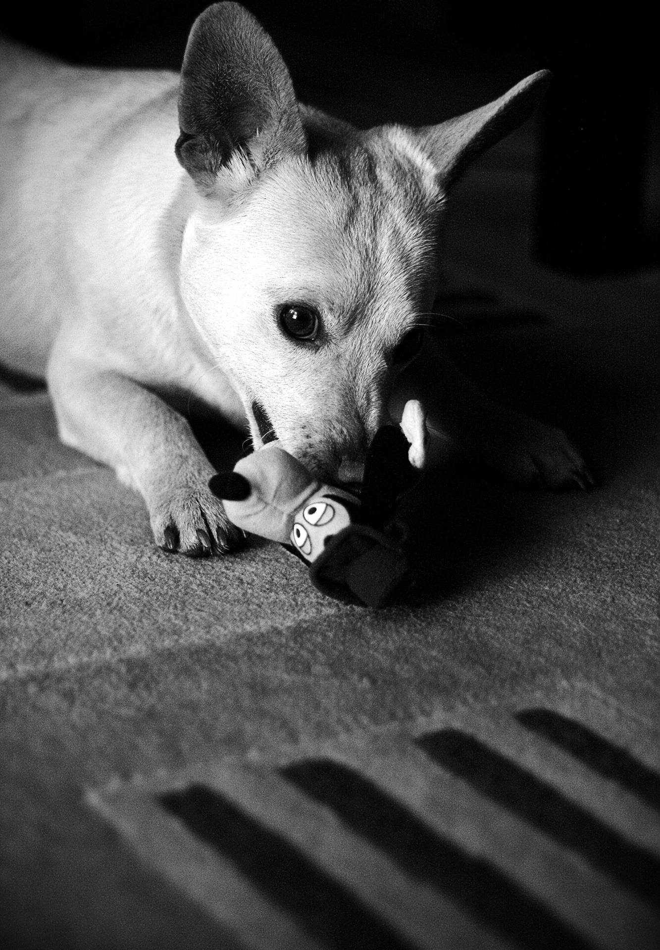 Chihuahua Monochrome Photography Background
