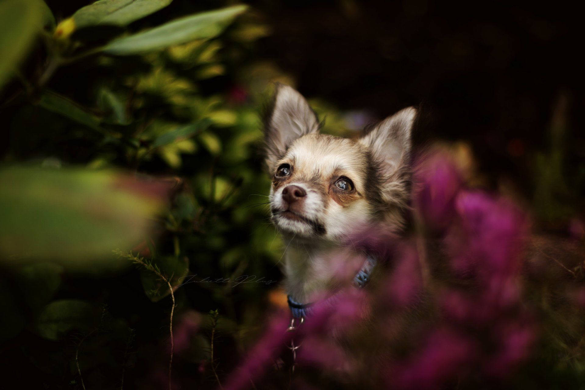 Chihuahua Nature Photoshoot Background