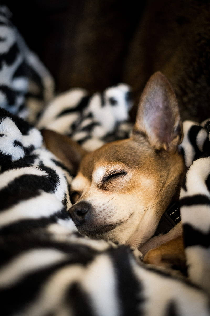 Chihuahua On Blanket Background