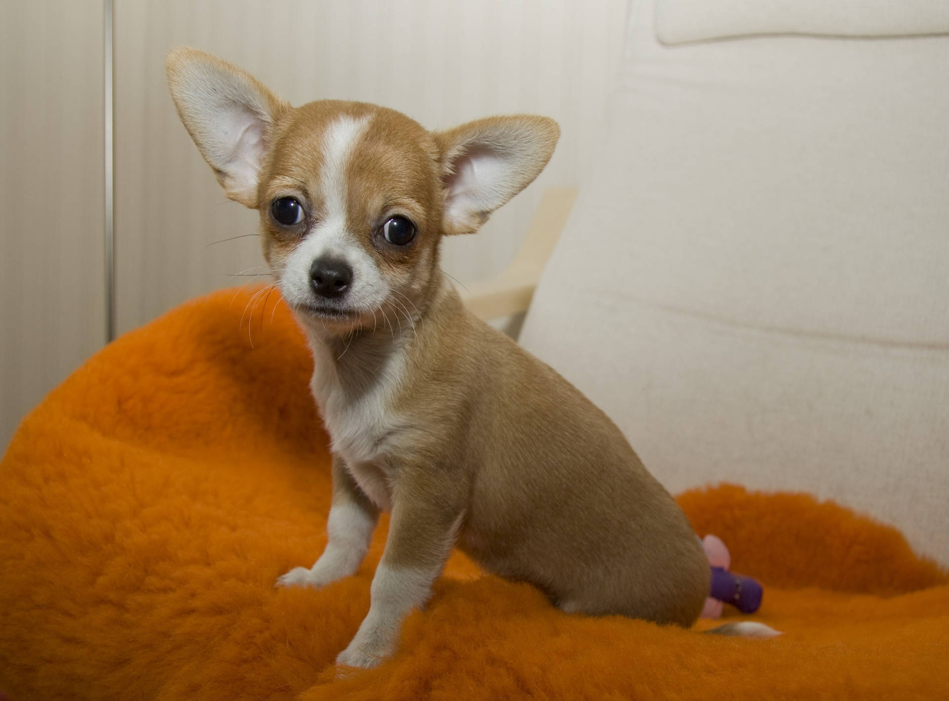 Chihuahua Pet Dog Background
