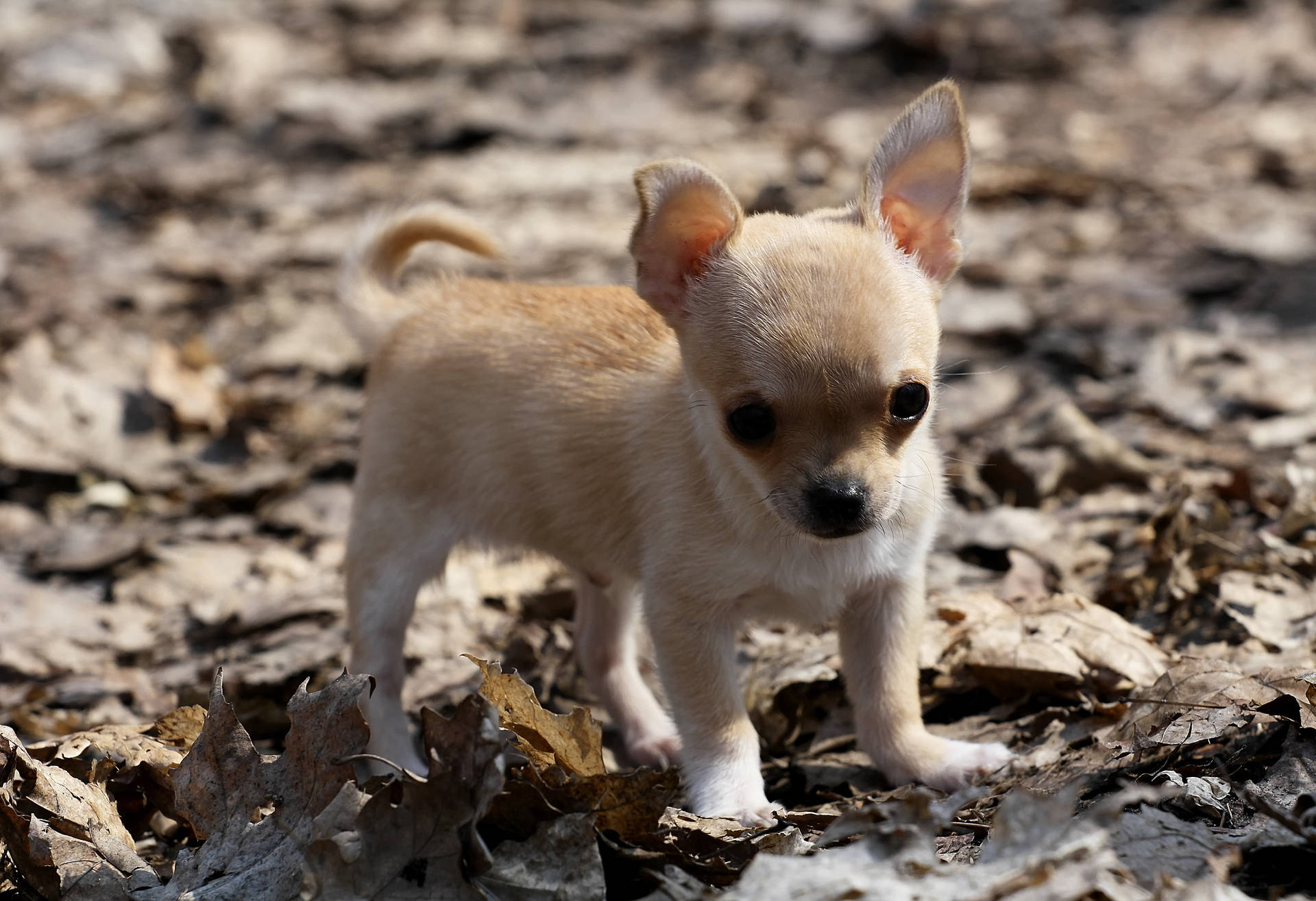 Chihuahua Puppy On Dry Leaves Background
