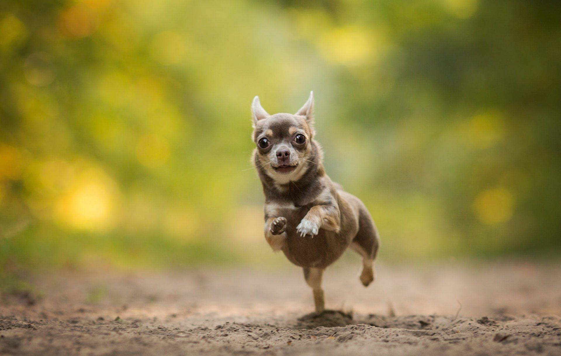Chihuahua Puppy Running Photography Background
