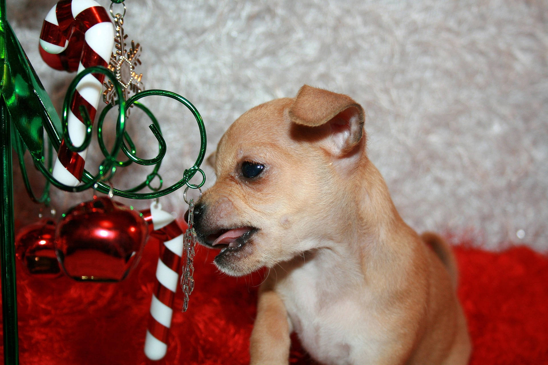 Chihuahua With Christmas Decorations Background