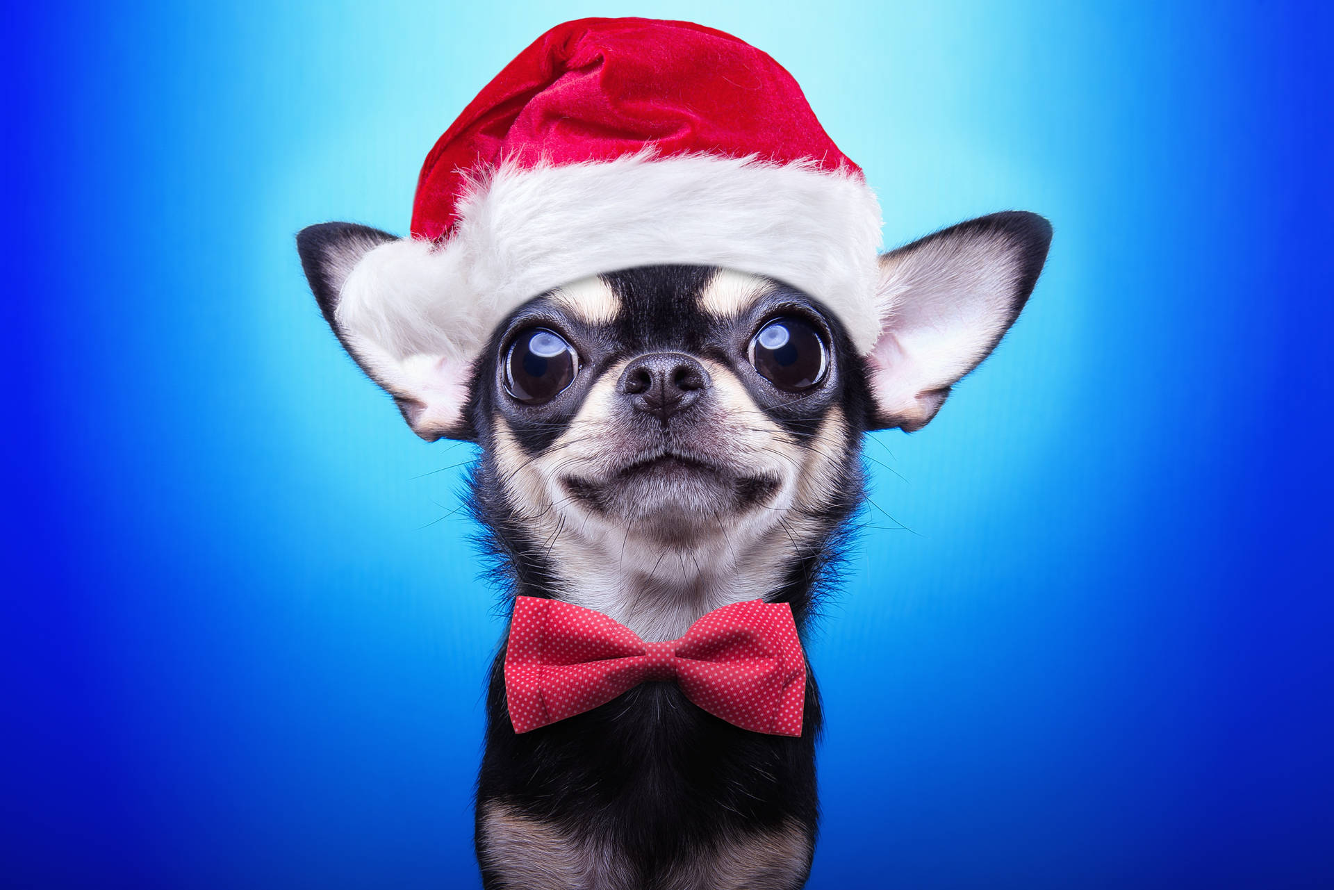 Chihuahua With Christmas Hat Background
