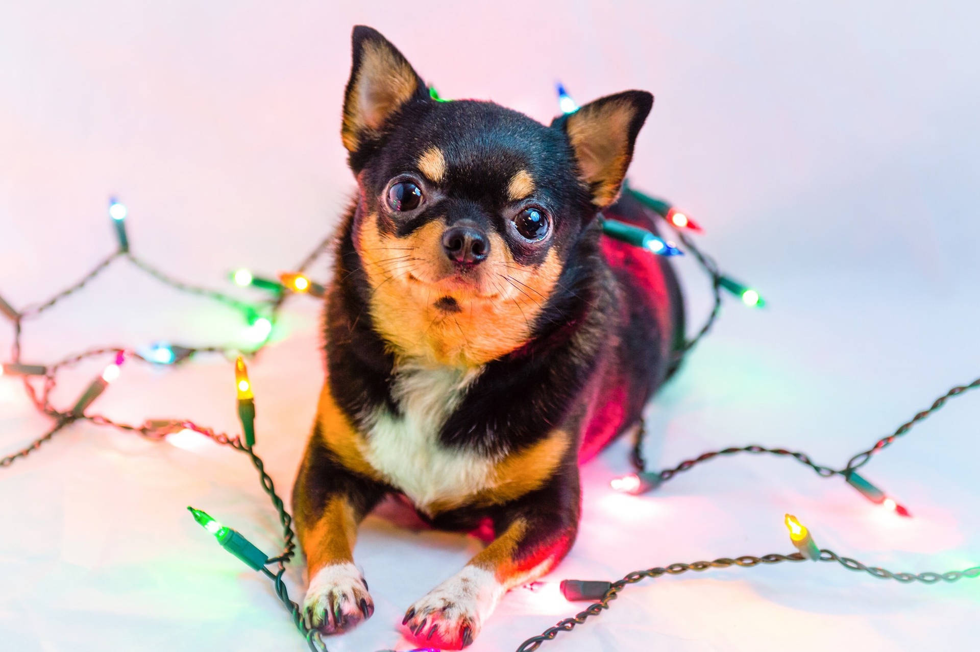 Chihuahua With Christmas Lights Background