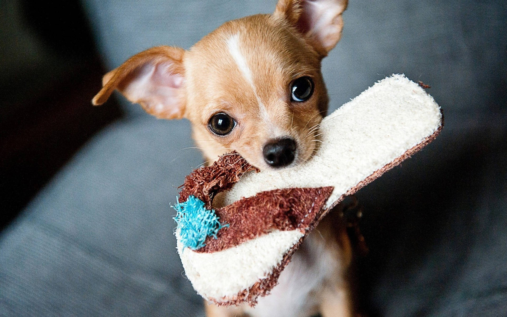 Chihuahua With Slipper Background