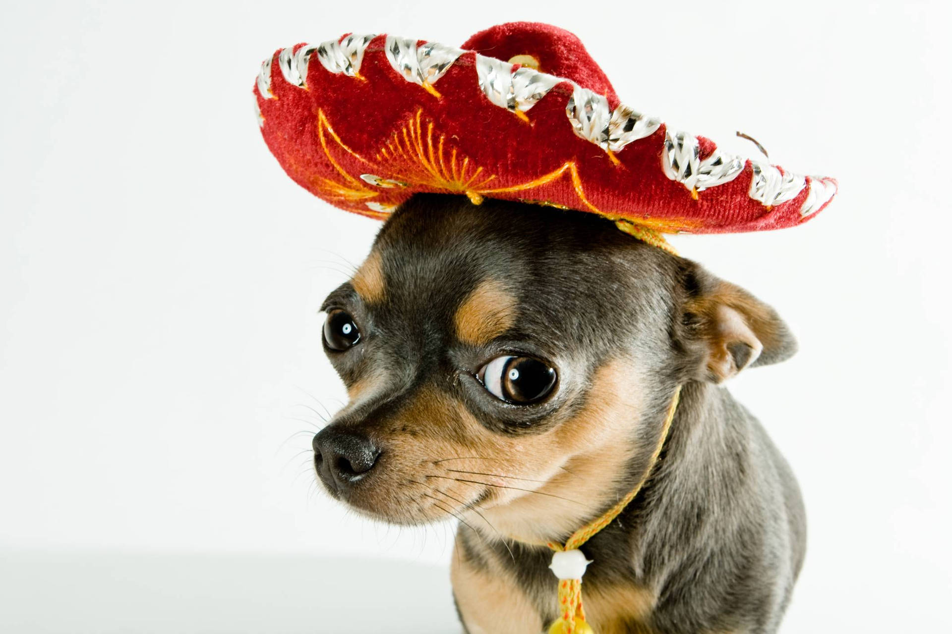 Chihuahua With Sombrero Background