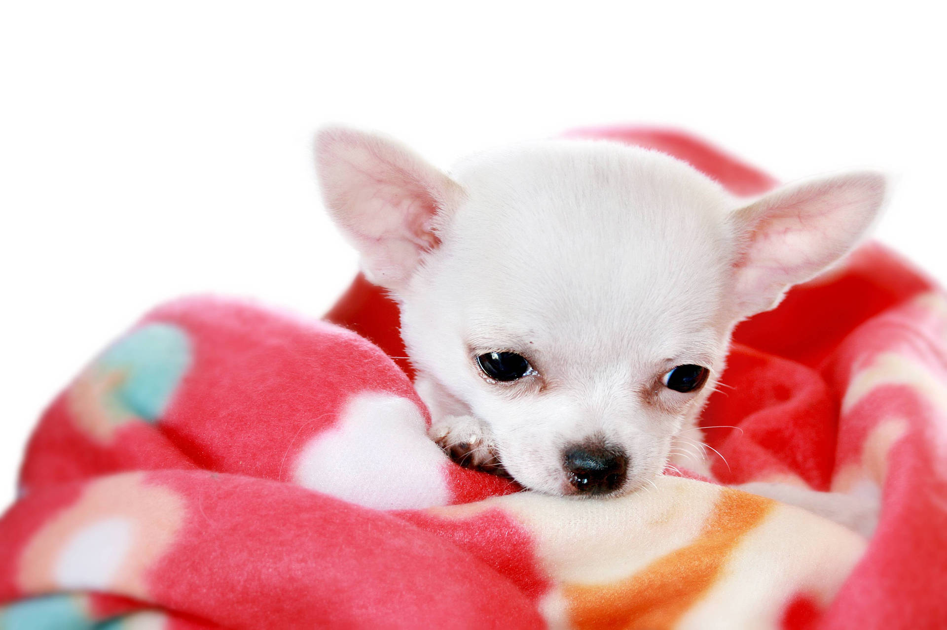 Chihuahua Wrapped In Blanket Background