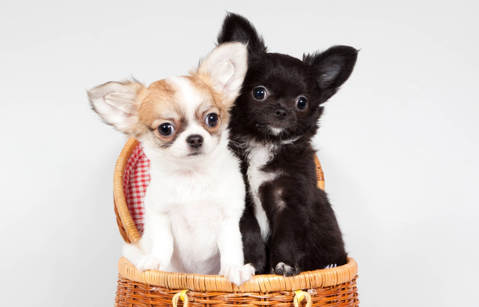 Chihuahuas On A Basket Background